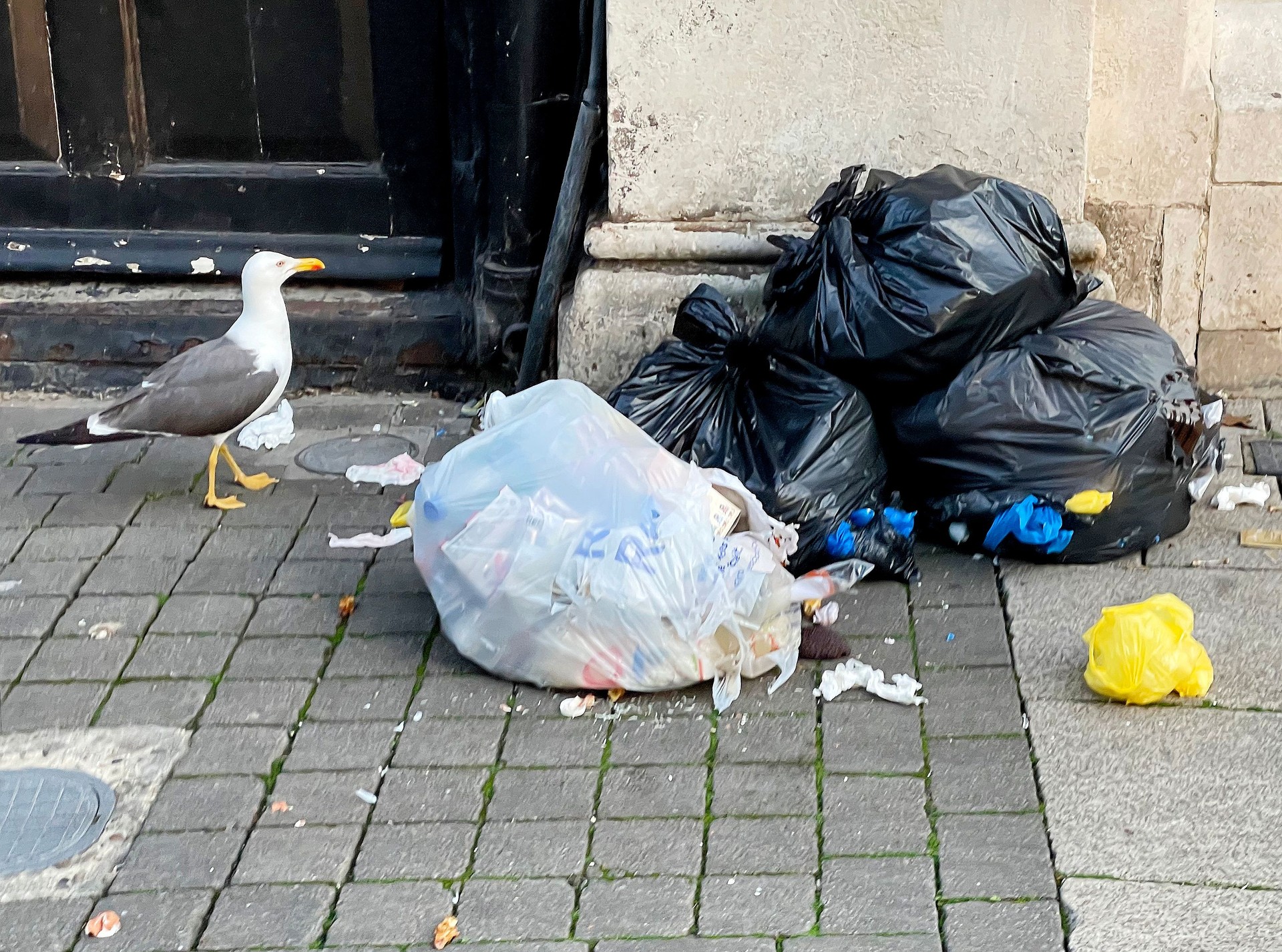 Seagull and street rubbish